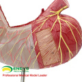 STOMACH02(12535) Human Digestive System Model Medical Science Stomach Anatomy